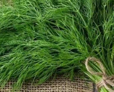 فروش شوید تازه