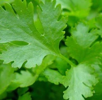 فروش جعفری تازه