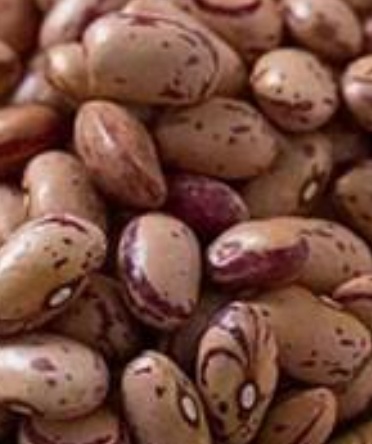 فروش لوبیا چیتی