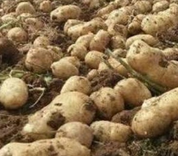 فروش سیب زمینی  بذری جلی 402