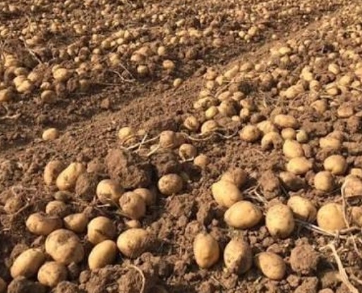 فروش سیب زمینی  بذری سانتا 402