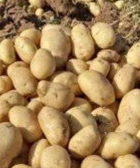 فروش سیب زمینی  بذری رانومی 402