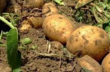 فروش سیب زمینی کارلیا