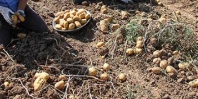 فروش سیب زمینی جلی