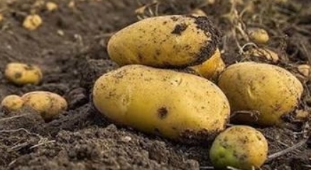 فروش سیب زمینی اسپریت