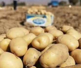 فروش سیب زمینی