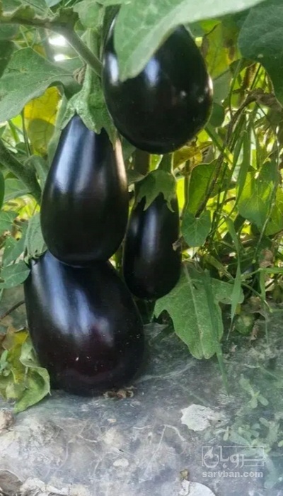 فروش بادمجان