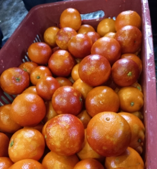 فروش پرتقال خونی