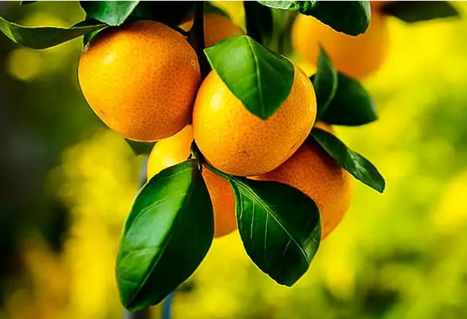 فروش نارنگی پیچ