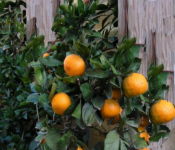 فروش نارنگی ژاپنی