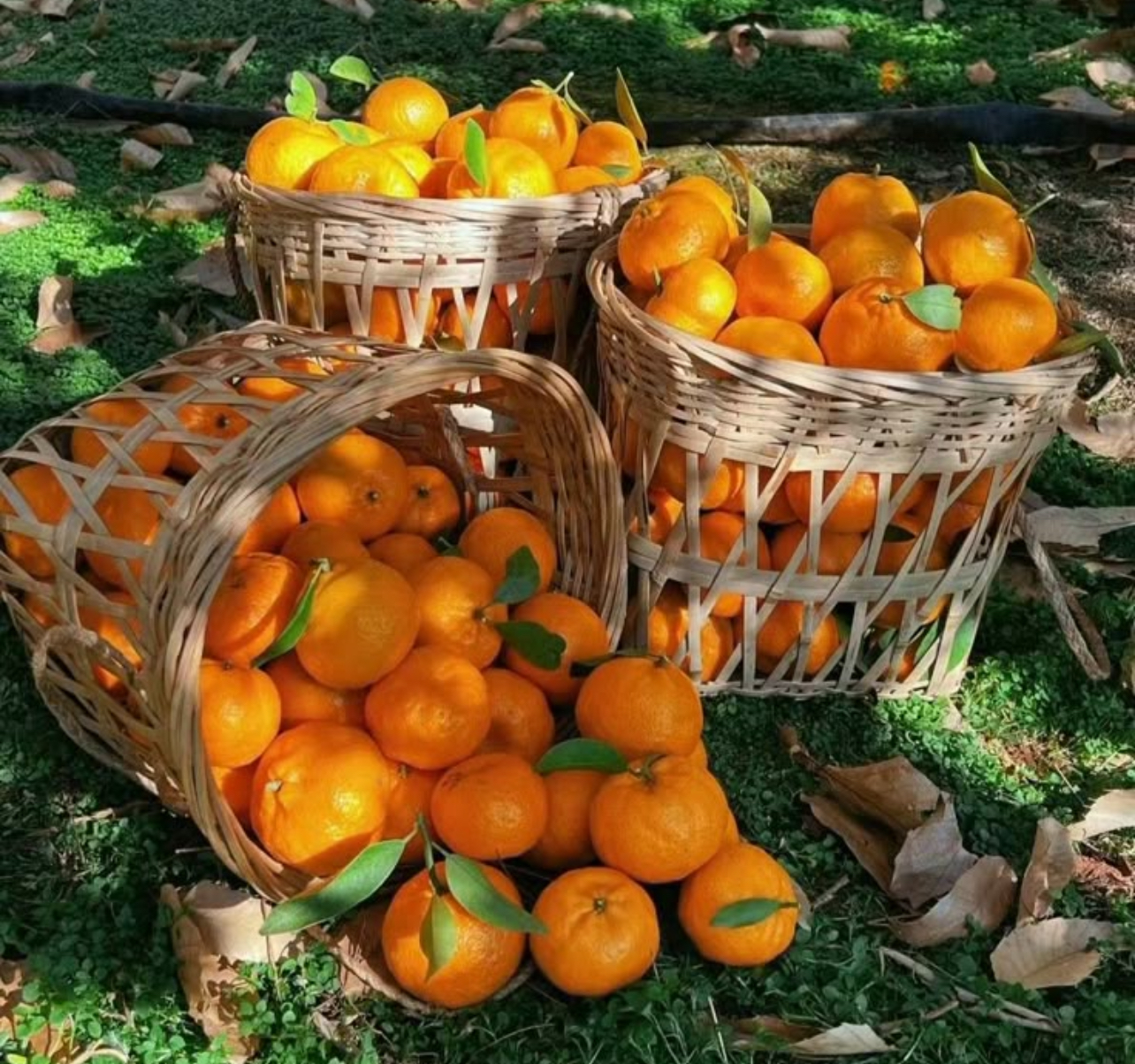 فروش نارنگی ژاپنی