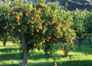 فروش پرتقال