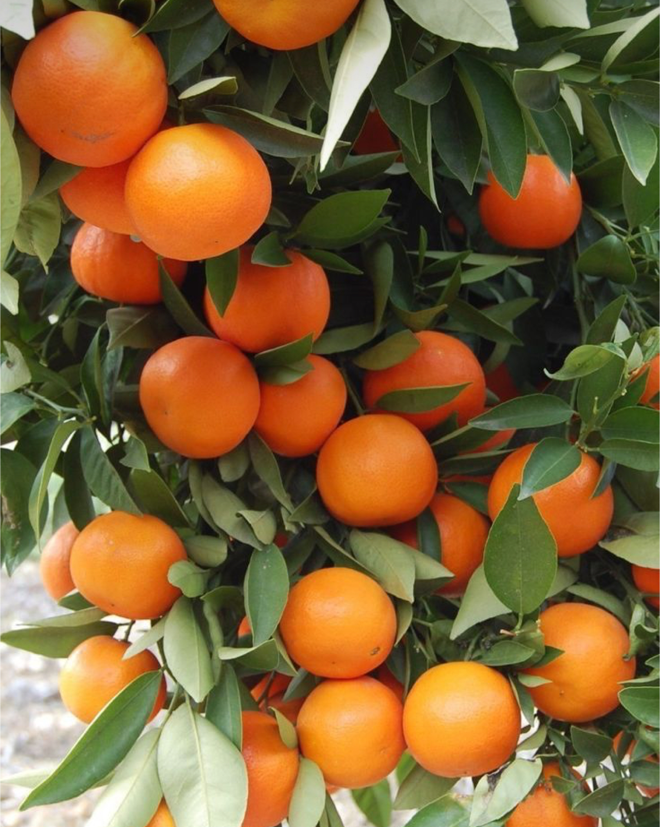 فروش پرتقال تامسون