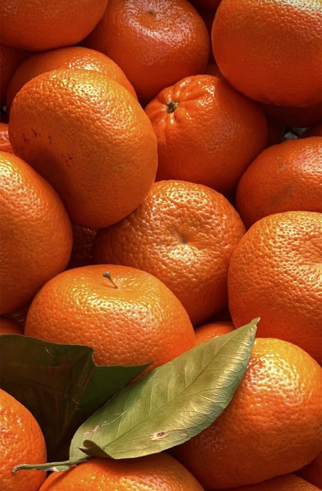 فروش نارنگی ژاپنی