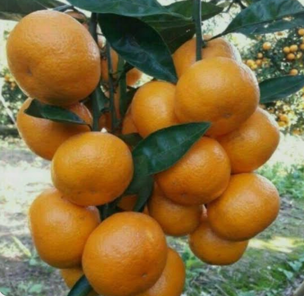 فروش نارنگی محلی