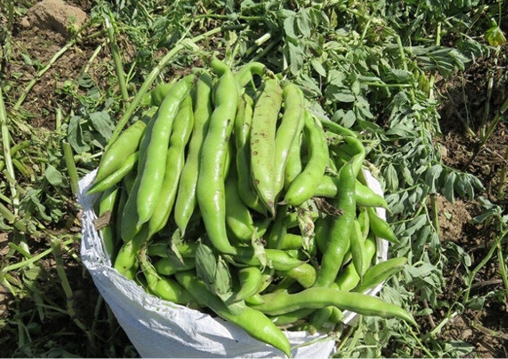 فروش باقلا تازه - باقالی - باقالا