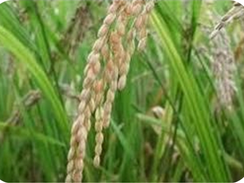 فروش شالی برنج طارم