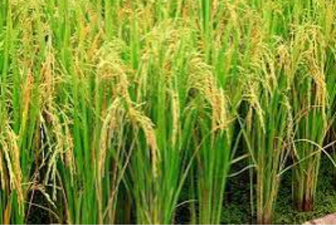 فروش شالی برنج طارم