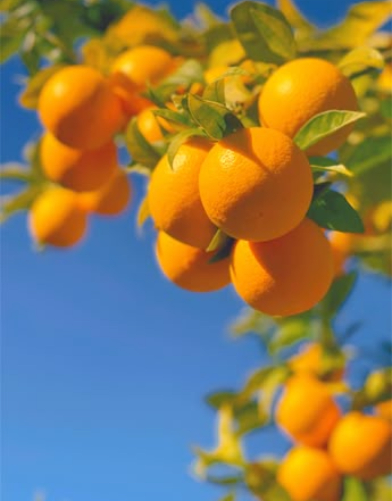 فروش پرتقال تامسون