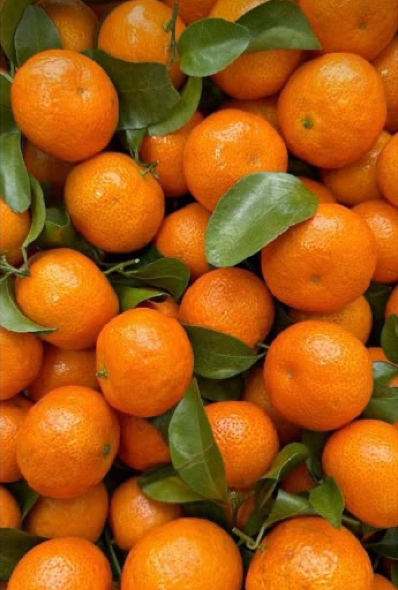 فروش نارنگی ژاپنی