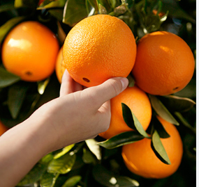 فروش پرتقال تامسون