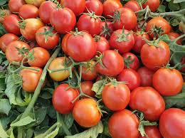 فروش گوجه فرنگی