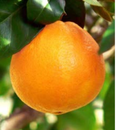 فروش پرتقال تامسون