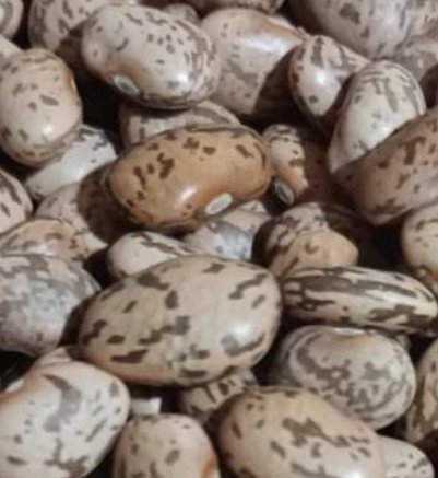 فروش لوبیا ارتشی