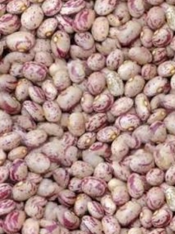 فروش لوبیا چیتی