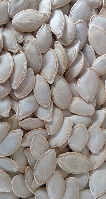 فروش تخمه  کدو بو داده