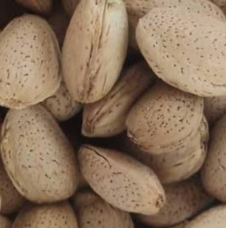 فروش بادام درختی