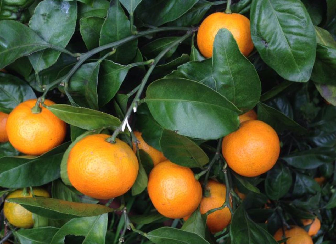 فروش نارنگی انشو