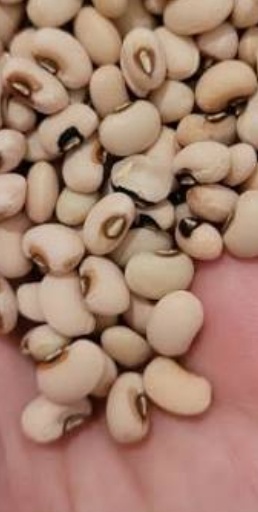 فروش لوبیا چشم بلبلی