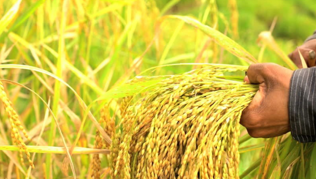 فروش شالی  برنج