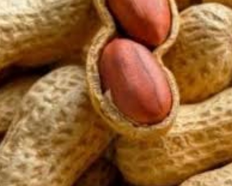 فروش بادام زمینی باقلاف