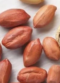 فروش بادام زمینی بی قلاف