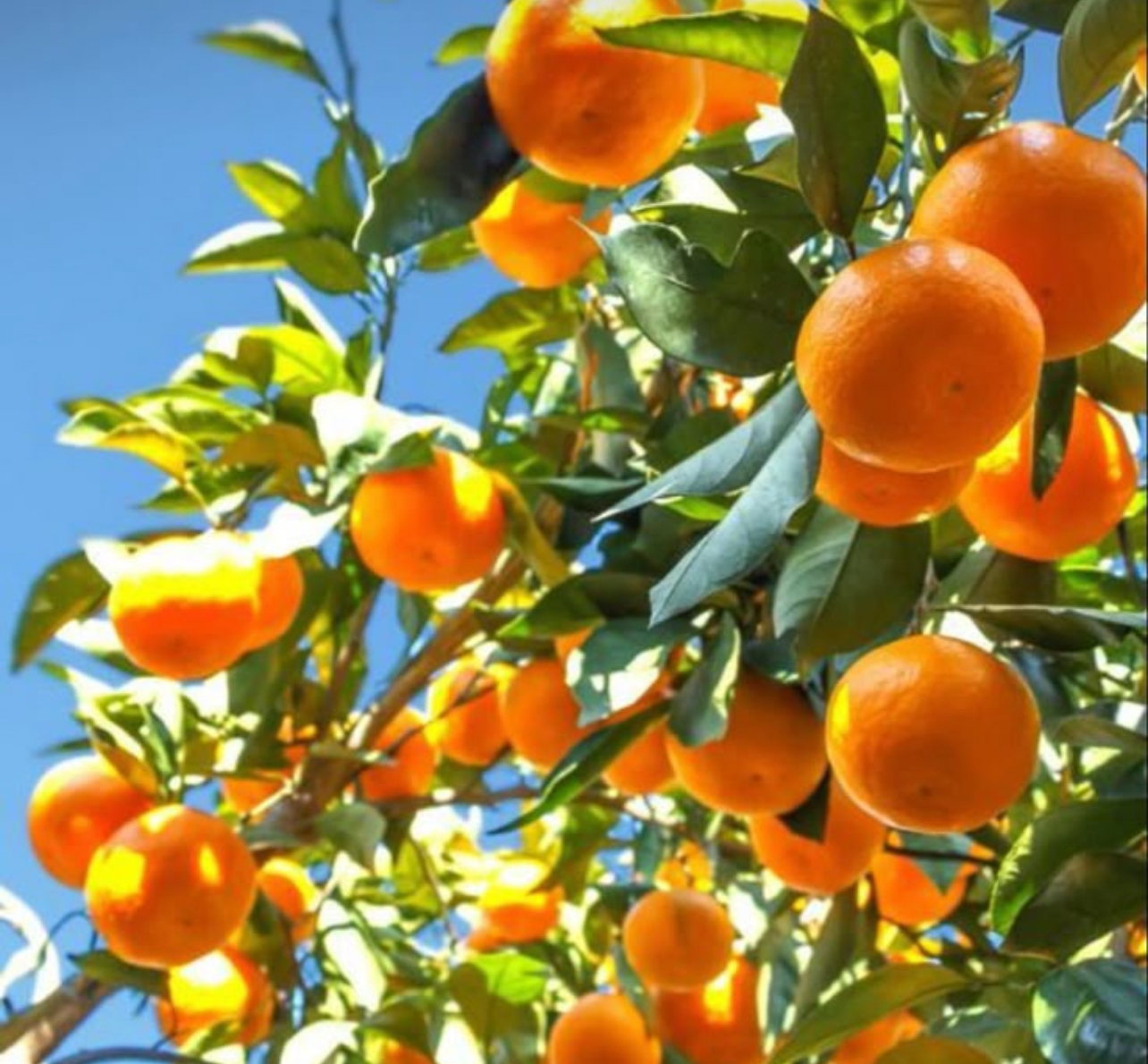فروش نارنگی انشو