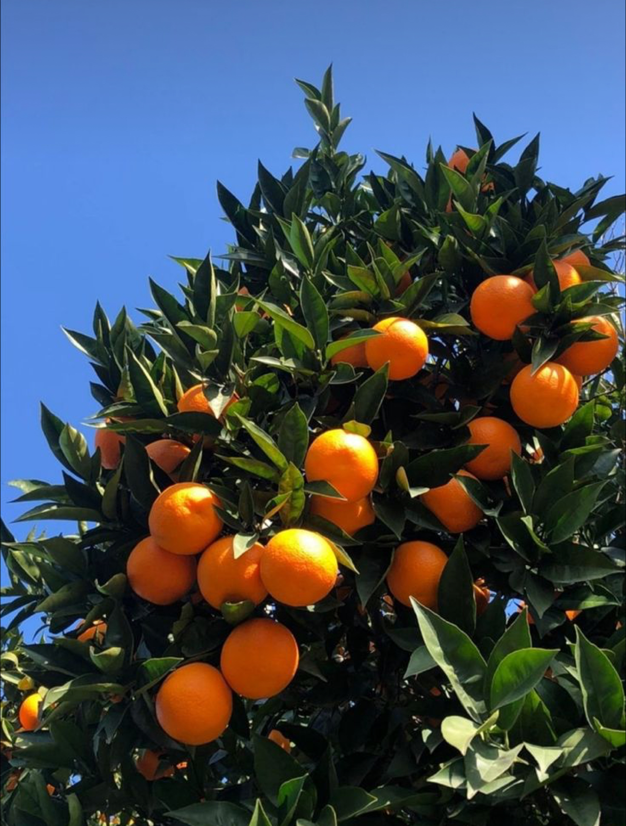 فروش پرتقال والنسیا