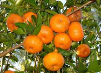 فروش نارنگی