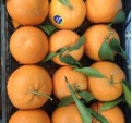 فروش پرتقال