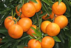 فروش نارنگی انشو