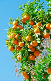 فروش پرتقال