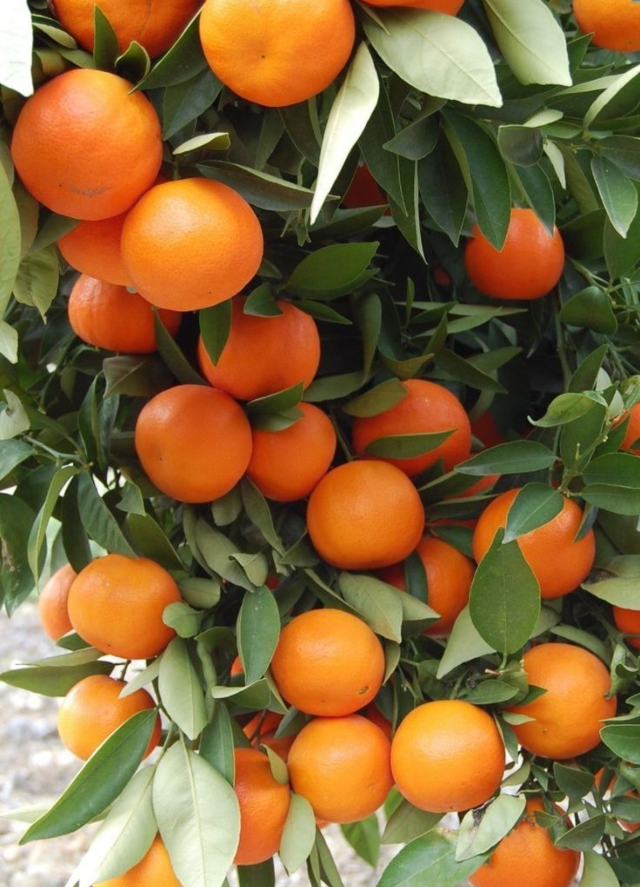 فروش پرتقال تامسون