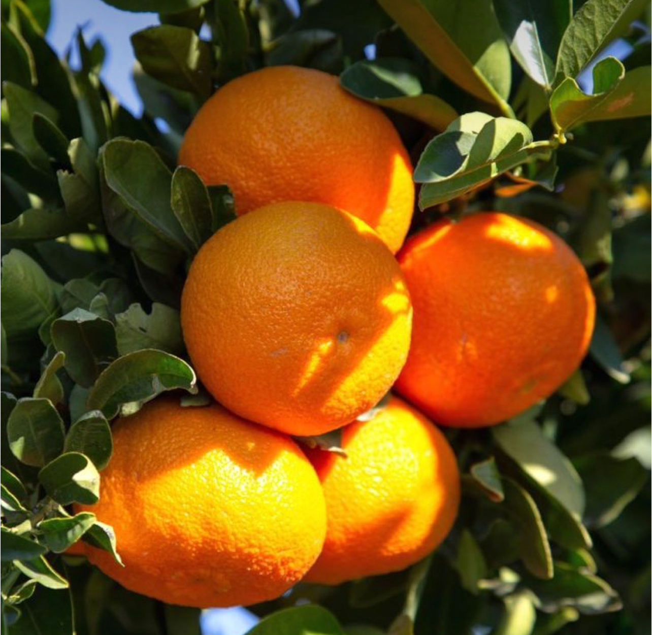 فروش نارنگی پیچ