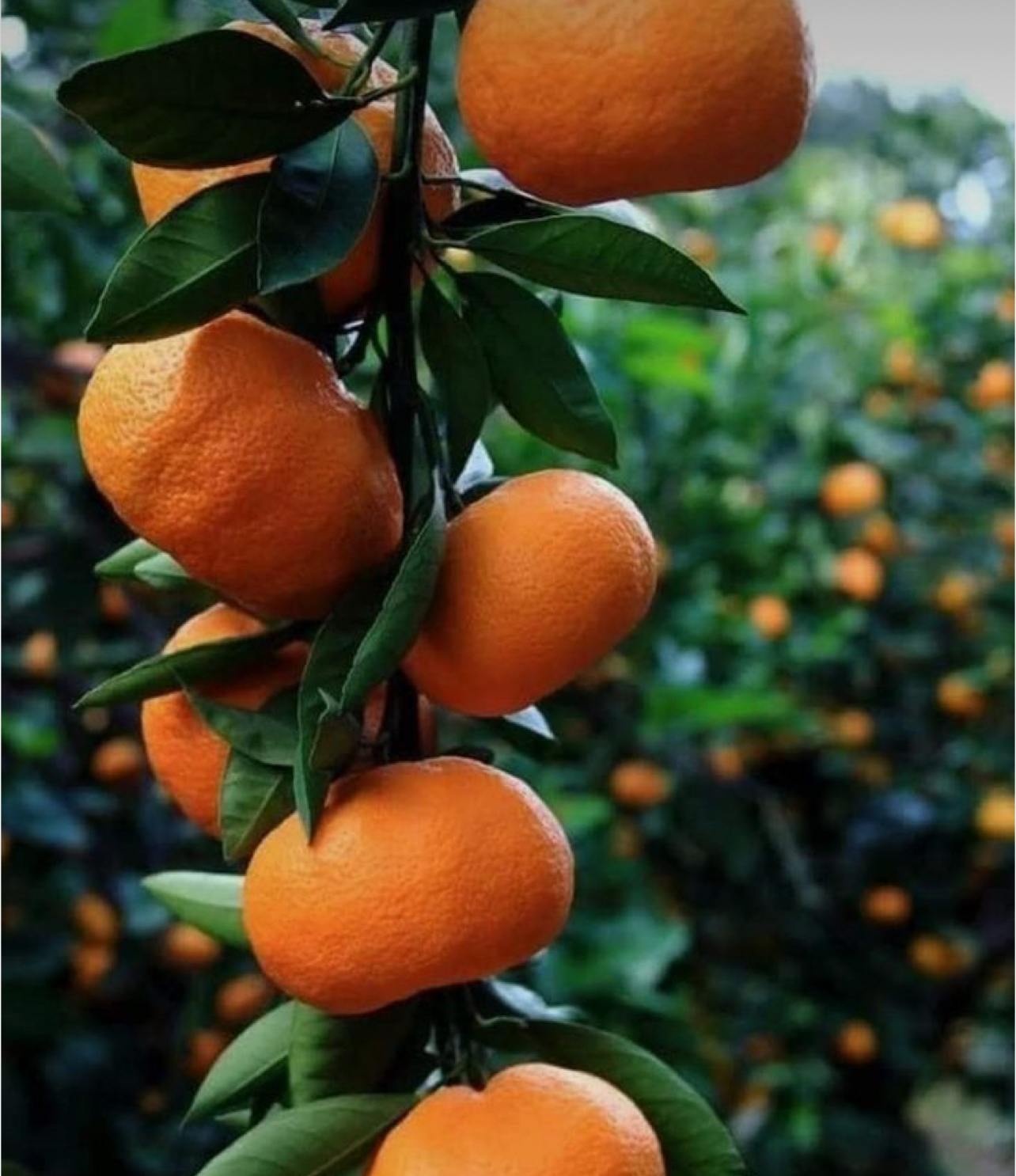 فروش نارنگی ژاپنی