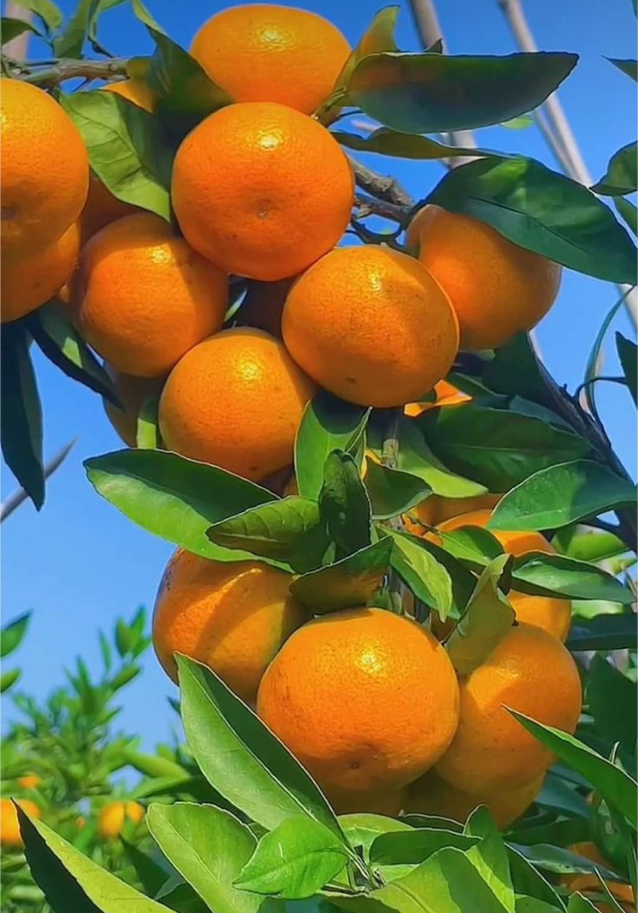 فروش نارنگی پیچ