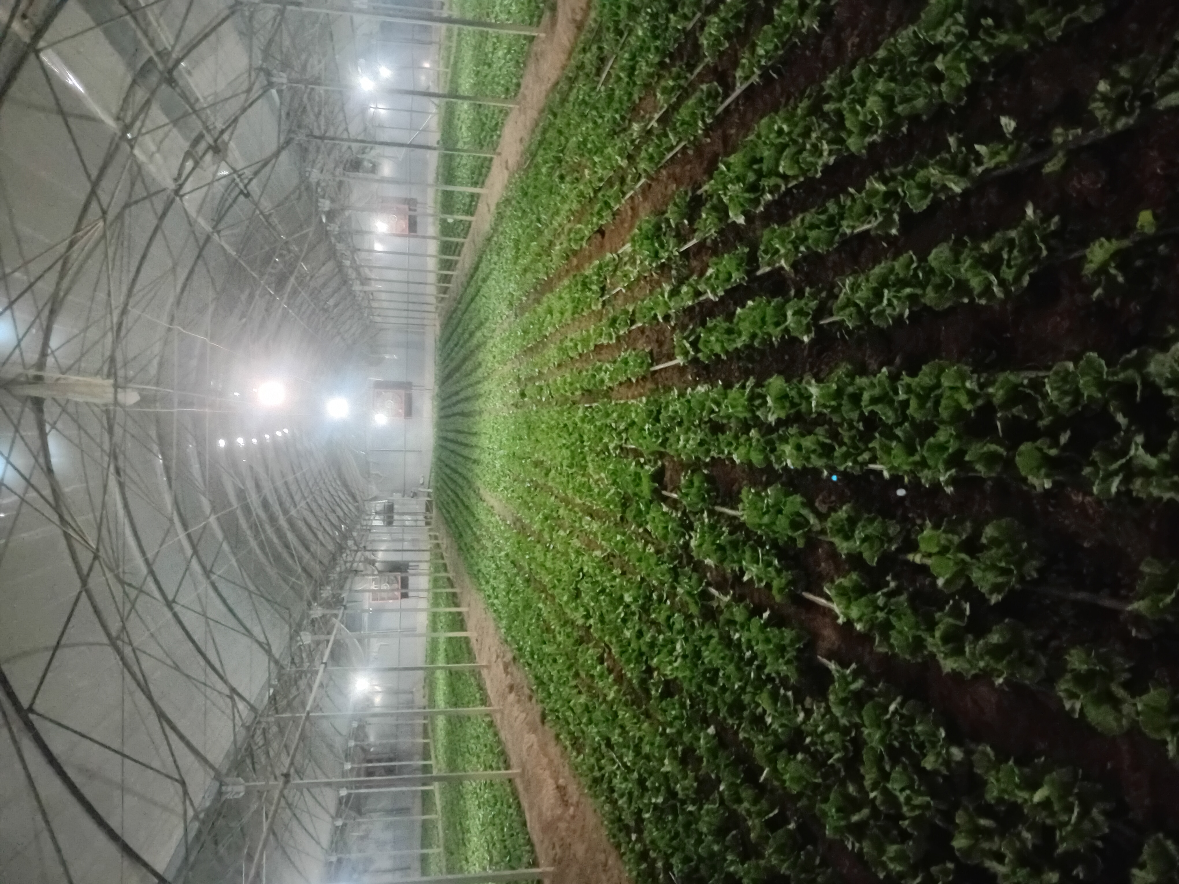 فروش کاهو ایسبرگ - آیسبرگ