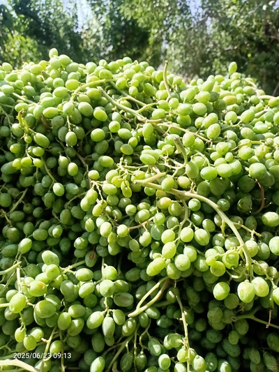 فروش آبغوره 2