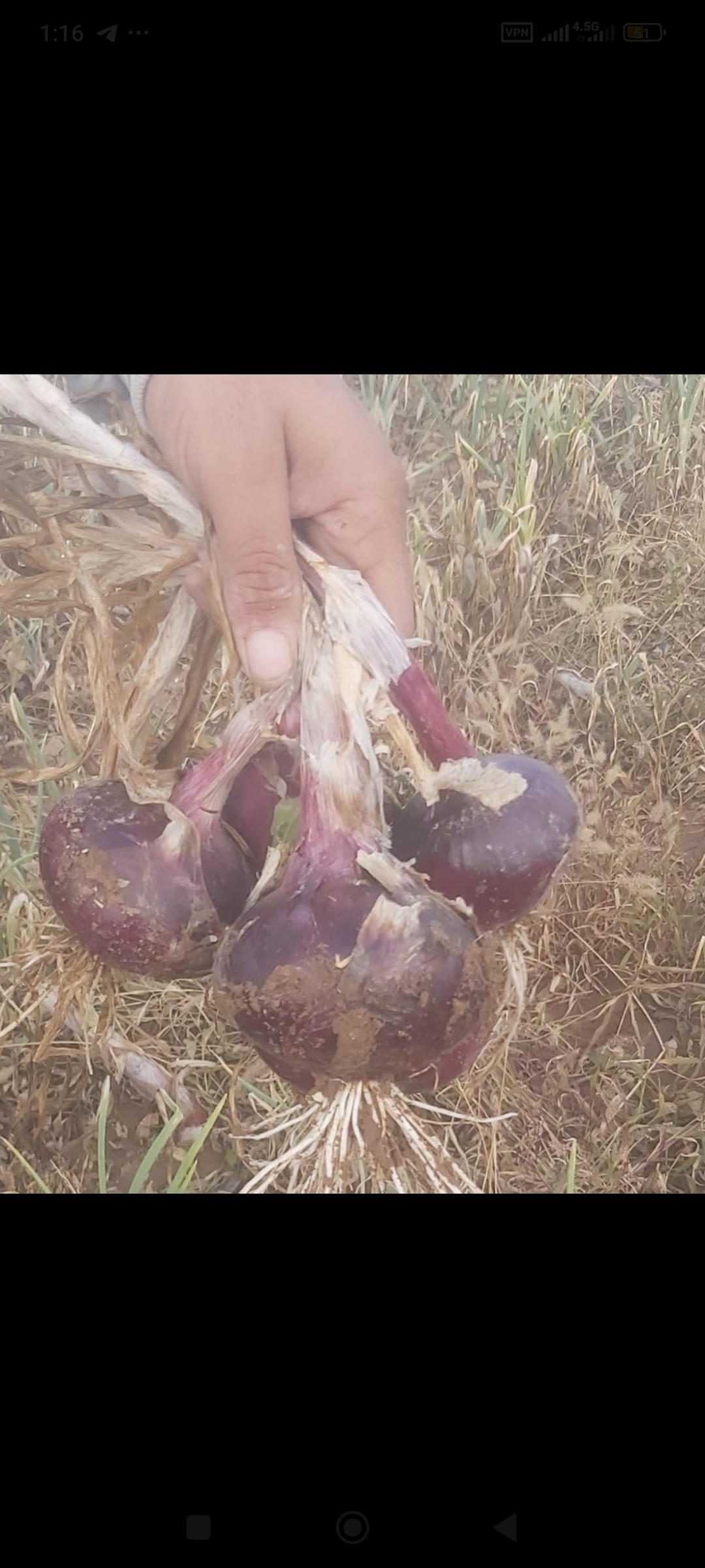 فروش پیازقرمز