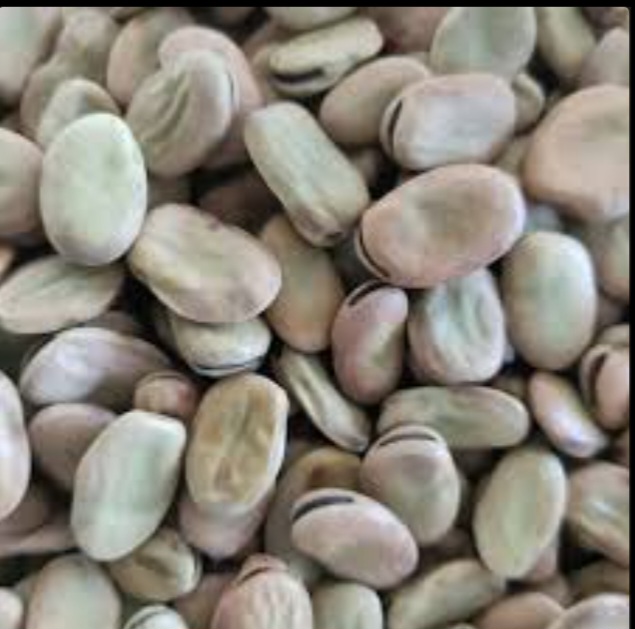 فروش باقلا خشک